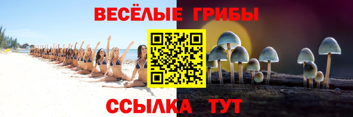 Псилоцибиновые грибы Psilocybine cubensis Петрозаводск